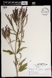 Verbena hastata image