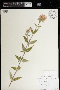 Monarda fistulosa image