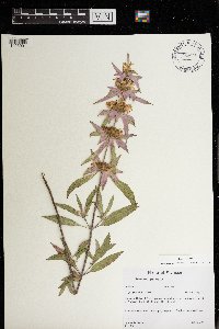 Monarda punctata image