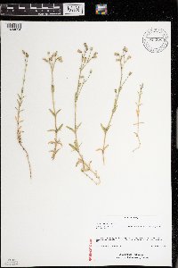 Cerastium arvense image