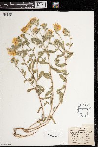 Heterotheca villosa var. ballardii image