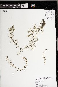 Utricularia vulgaris image