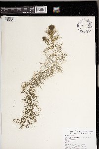 Utricularia vulgaris image