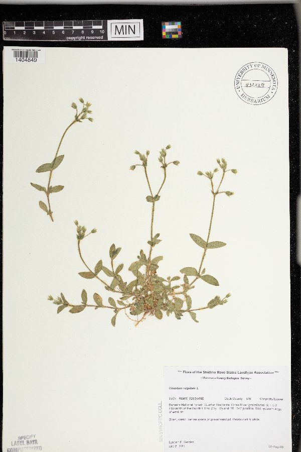 Cerastium fontanum image