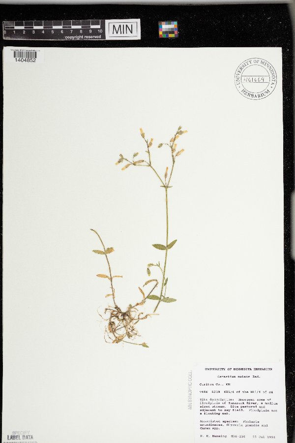 Cerastium nutans image