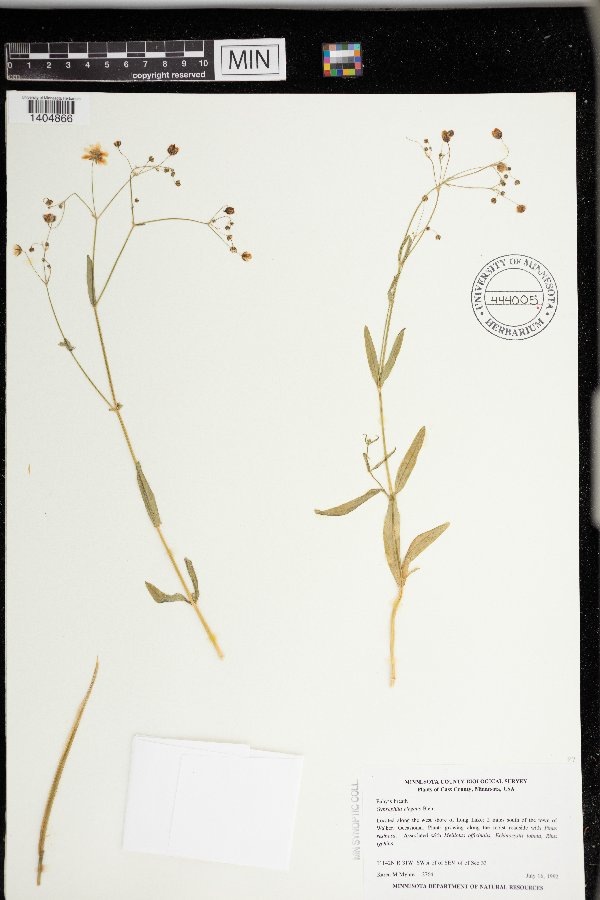 Gypsophila elegans image