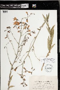 Adenophora liliifolia image