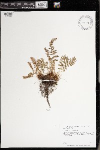 Woodsia ilvensis image