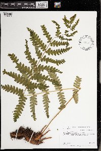 Osmunda claytoniana image