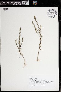 Euphrasia officinalis image