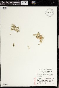 Scleranthus annuus image