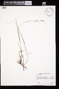 Carex tetanica image