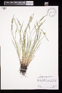 Sisyrinchium campestre image