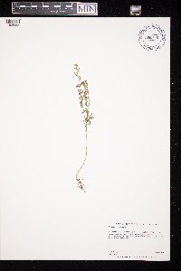 Chenopodium glaucum image