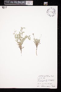 Astragalus lotiflorus image