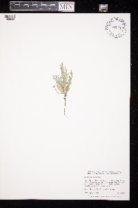 Astragalus lotiflorus image