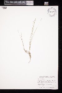 Triglochin palustris image