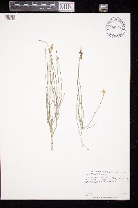 Lygodesmia juncea image