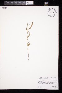 Chamaecrista fasciculata image