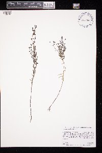 Agalinis tenuifolia image