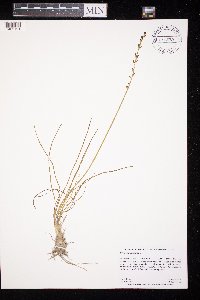 Triglochin maritima image