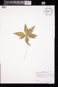 Lysimachia borealis image