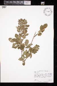 Rosa woodsii image