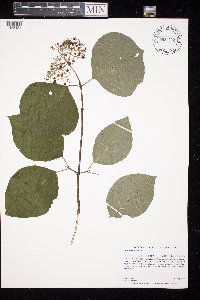 Cornus rugosa image