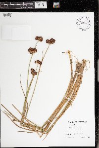 Juncus canadensis image