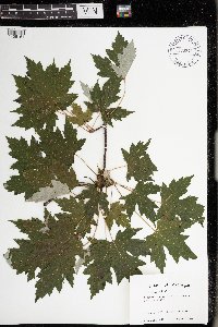 Acer saccharinum image