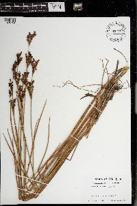 Juncus brevicaudatus image