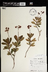 Chimaphila umbellata image