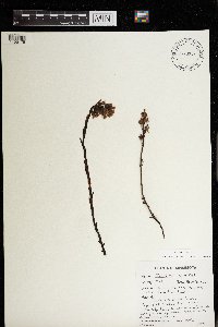 Monotropa hypopitys image