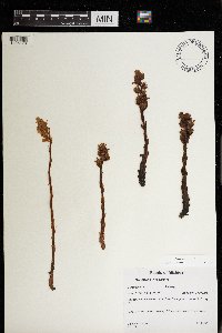 Monotropa hypopitys image