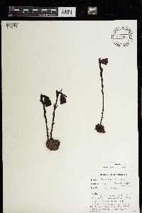 Monotropa uniflora image