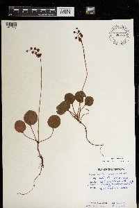 Pyrola asarifolia image