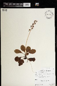 Pyrola elliptica image