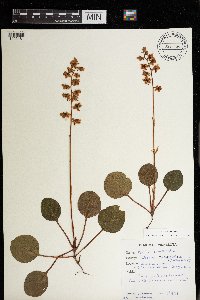 Pyrola americana image