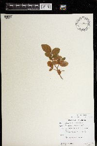 Vaccinium ovalifolium image