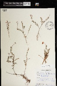 Vaccinium oxycoccos image