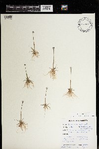 Eriocaulon aquaticum image