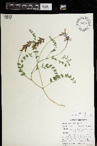 Astragalus alpinus image