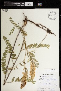 Astragalus canadensis image