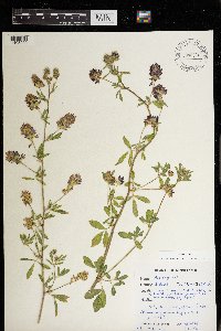 Medicago sativa image