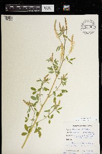 Melilotus officinalis image