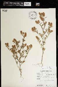 Trifolium arvense image