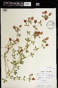 Trifolium aureum image