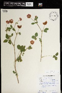 Trifolium hybridum image