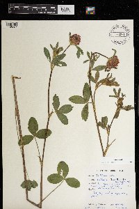 Trifolium pratense image