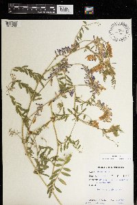 Vicia villosa image